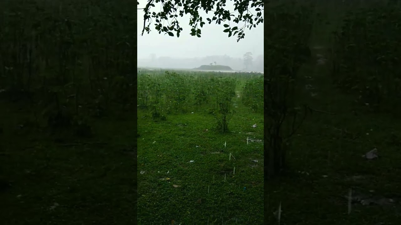 standing under a tree during a heavy rain.