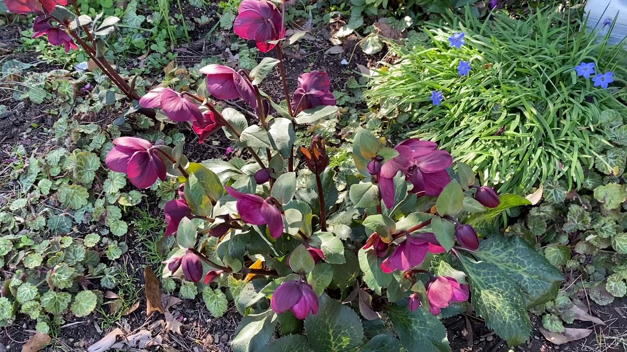Plant Review: Hellebore &lsquo;Anna&rsquo;s Red&rsquo;