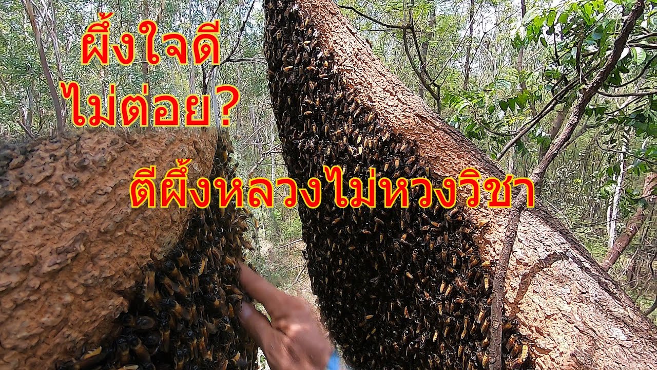 เจอใหญ่ๆใครๆก็เกิดความอยาก ผึ้งใจดีไม่ต่อย/ตีผึ้งหลวงไม่หวงวิชา