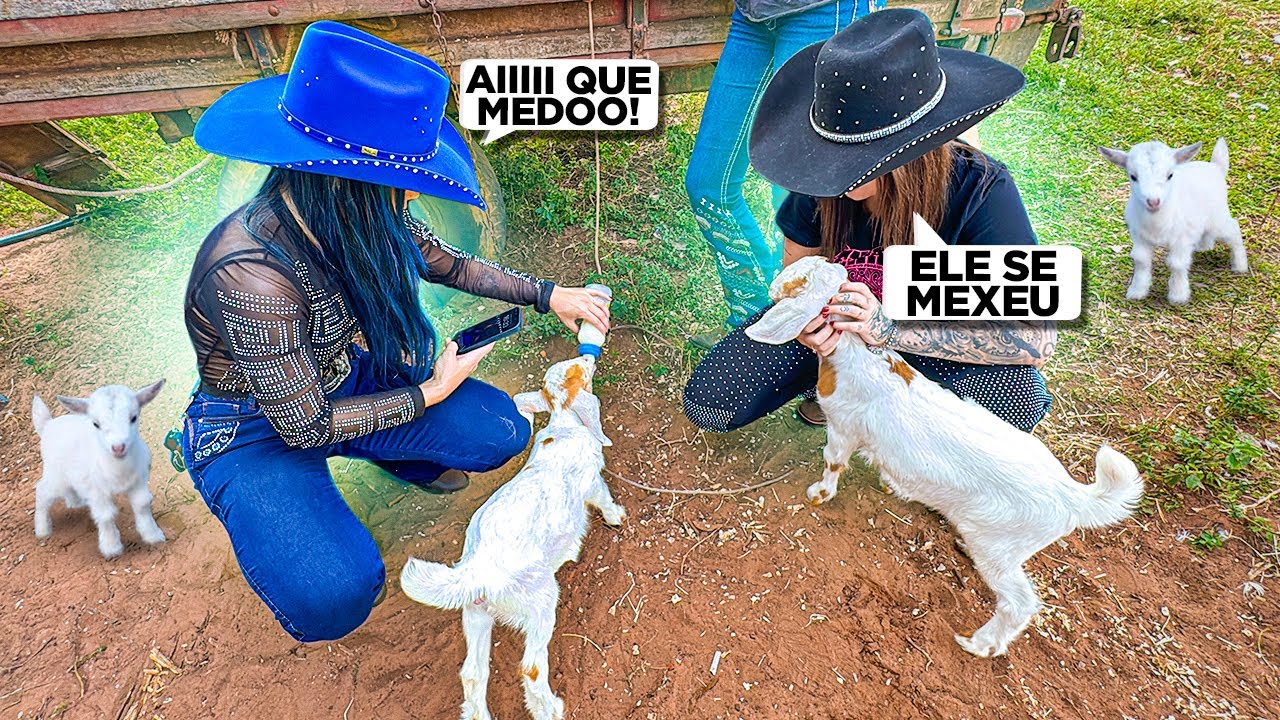 A NOVA MASCOTE DA FAZENDA CHEGOU MINI CABRITINHA *mas elas não esperava que …*