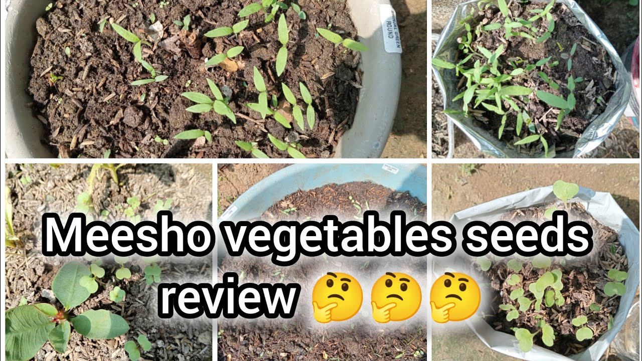 meesho se vegetables seeds mangaye 55 verity  ☘️☘️😍#meesho #vegetables #vegetablesseeds#meribagiya 