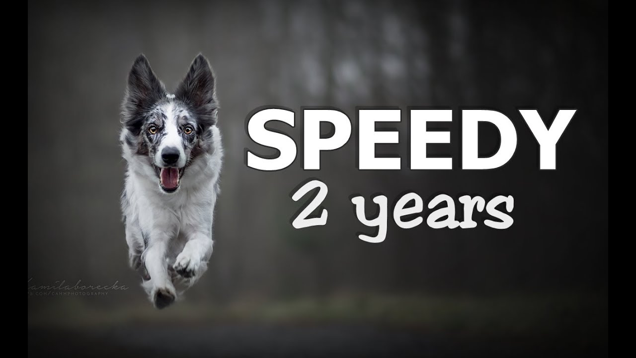Speedy Border Collie | 2 years ♥