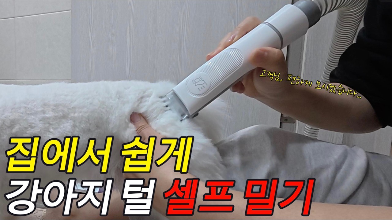 강아지 셀프 미용, 클리퍼 끝판왕, 내돈내산