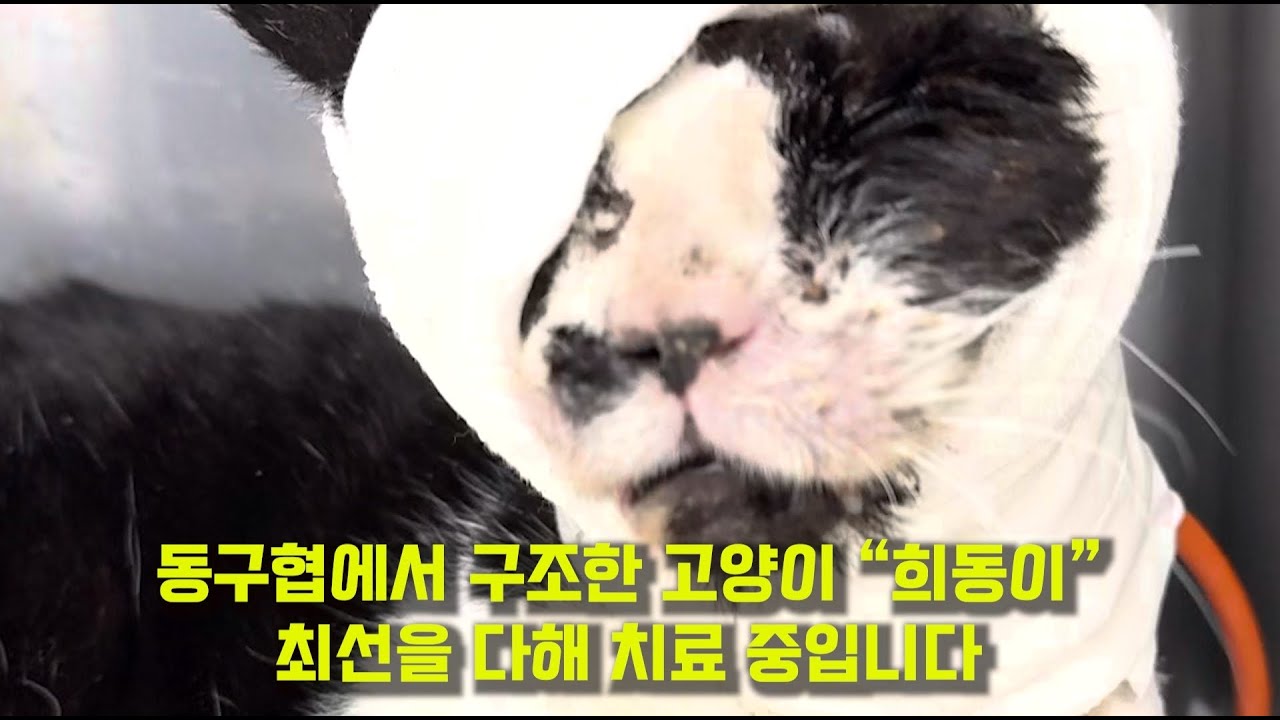 동구협에서 구조한 고양이 희동이, 최선을 다해 치료중입니다 /2월 21일 저녁 라이브 방송