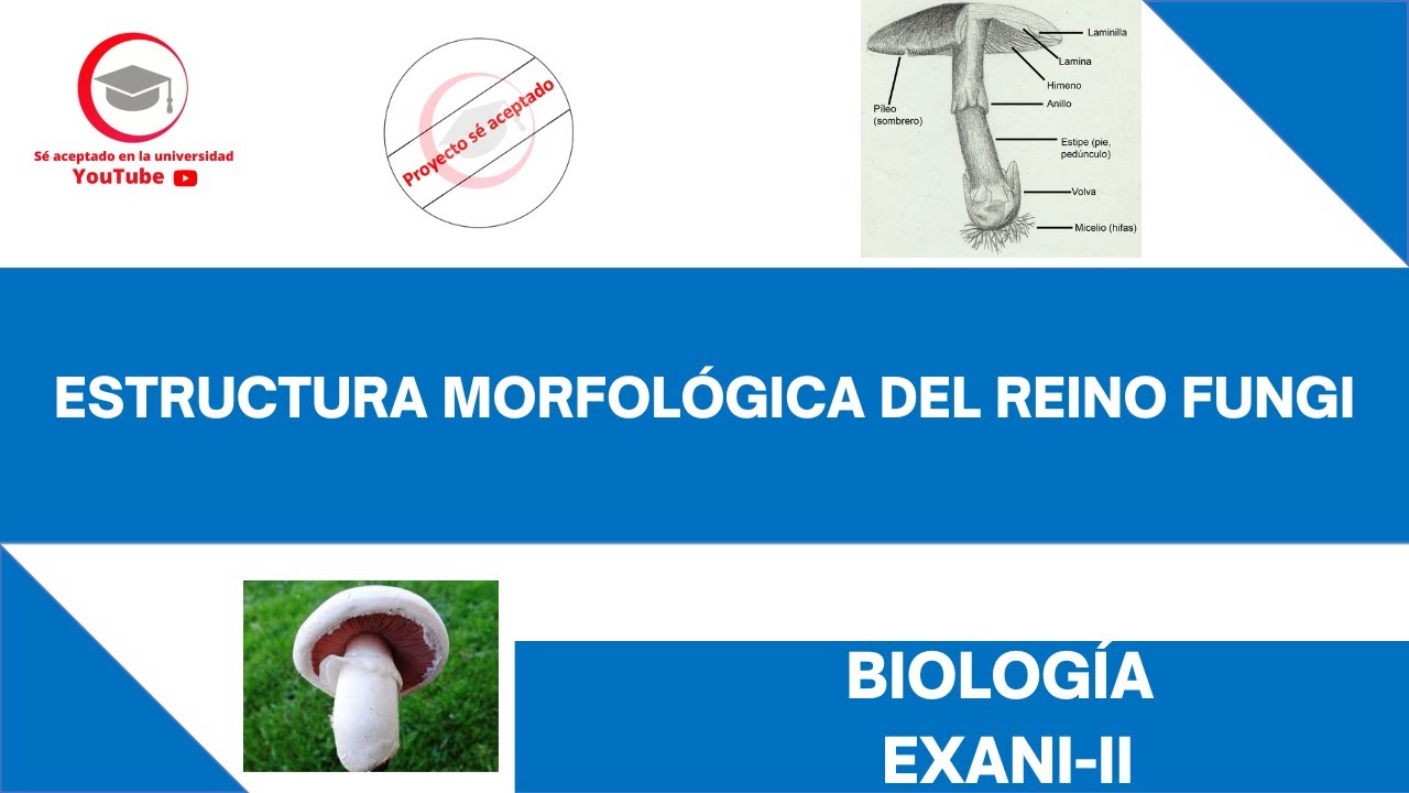 ESTRUCTURA MORFOLÓGICA DEL REINO FUNGI | BIOLOGÍA | EXANI-II 2024