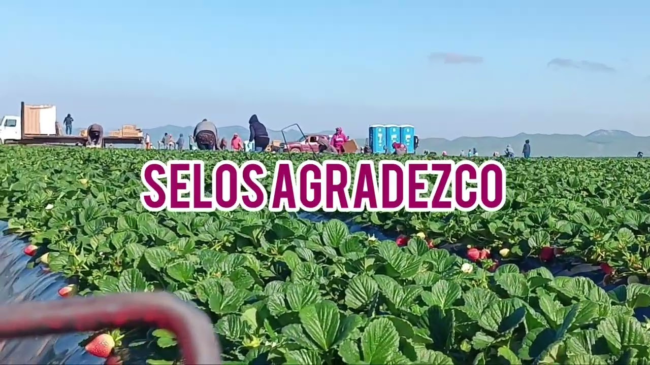 Los invito a mirar el video asta el final ☺️ muy interesante el trabajo del campo 🤗