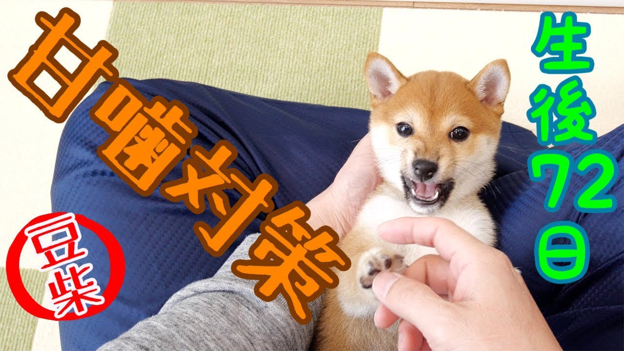 【豆柴ポン太くん】生後72日 　甘噛み対策をやってみた　Shiba inu puppy