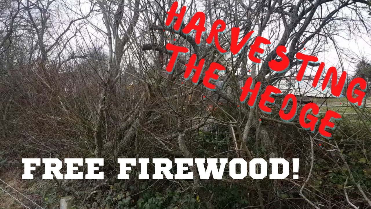 Hedge Coppicing - Harvesting fire wood from the hedge