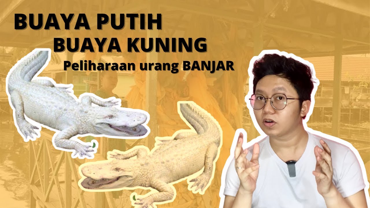 Buaya Kuning dan Buaya Putih Peliharaan Urang Banjar di sungai Kalimantan | Situs Tunggul Kuning