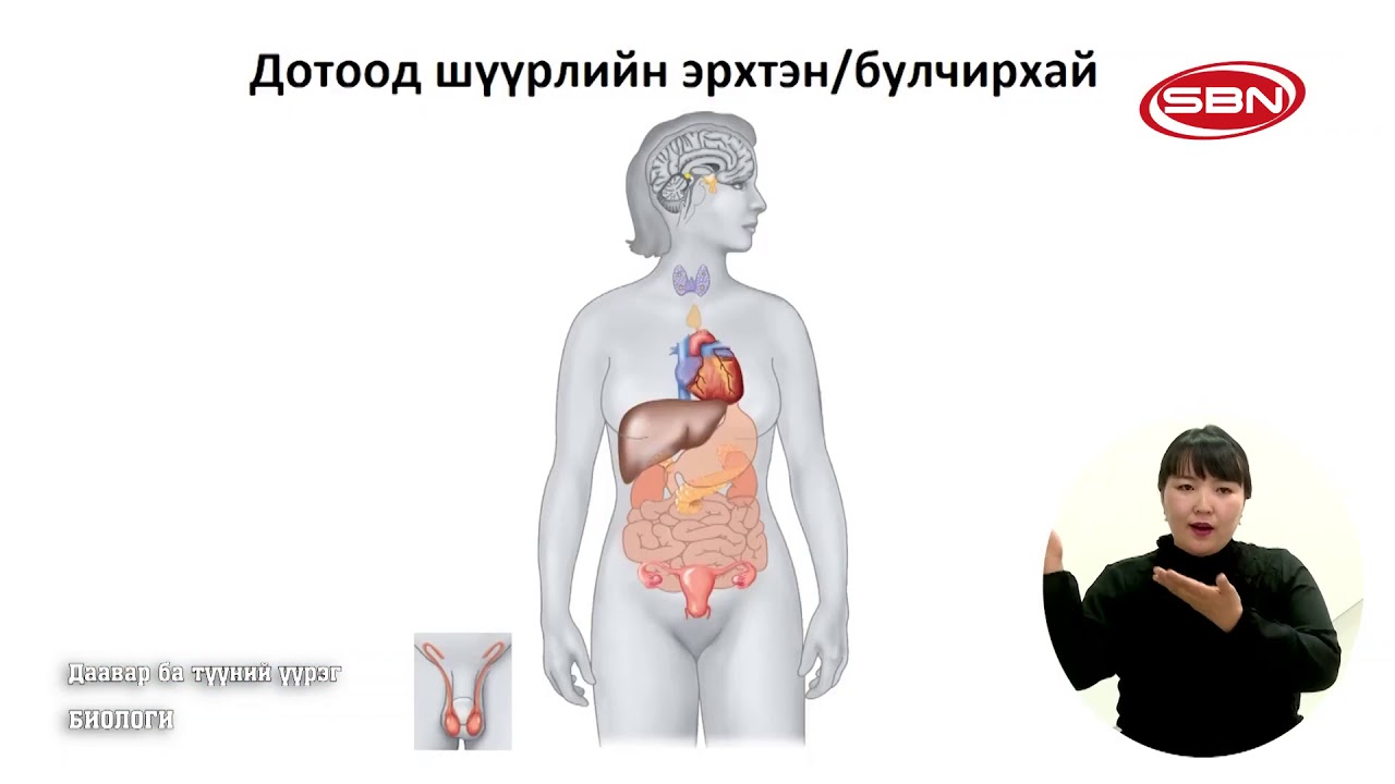 2020 03 11 Даавар ба түүний үүрэг