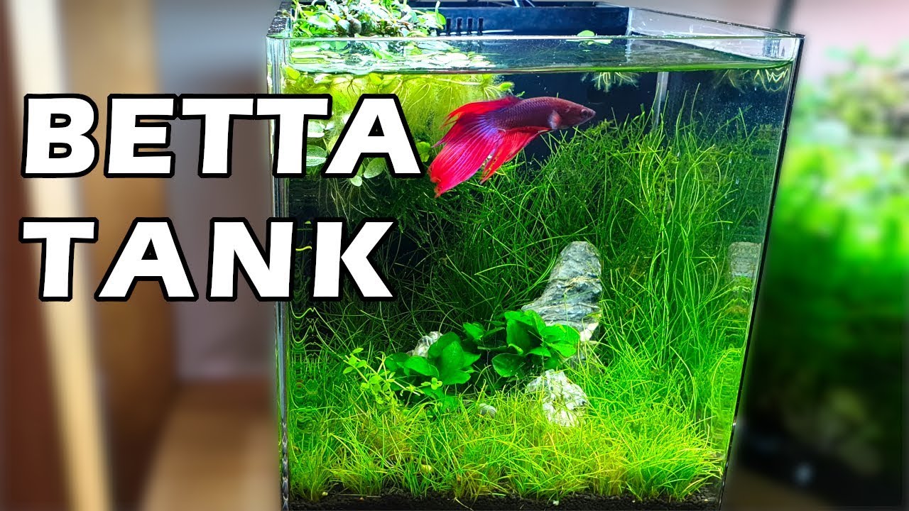Cleaning & Maintain A Betta Nano Tank | No Algae | Fish Care