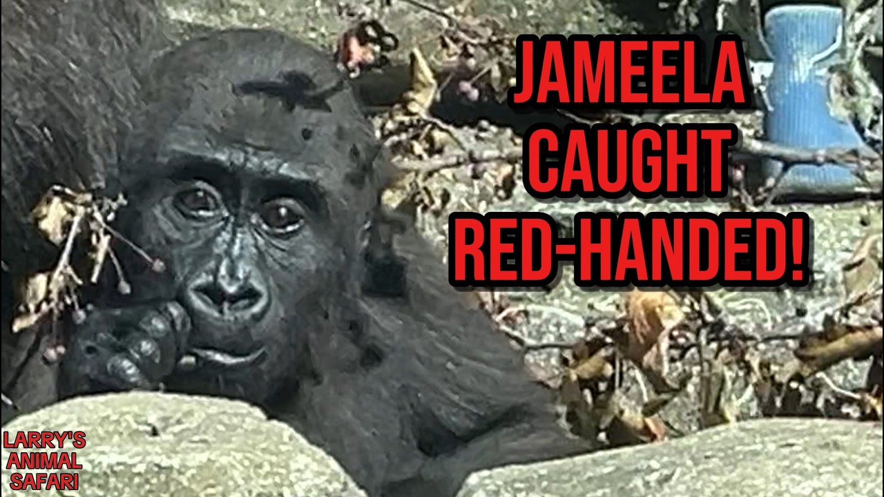 Малышка-горилла Джамила пытается украсть у Каембе! 🥬🦍