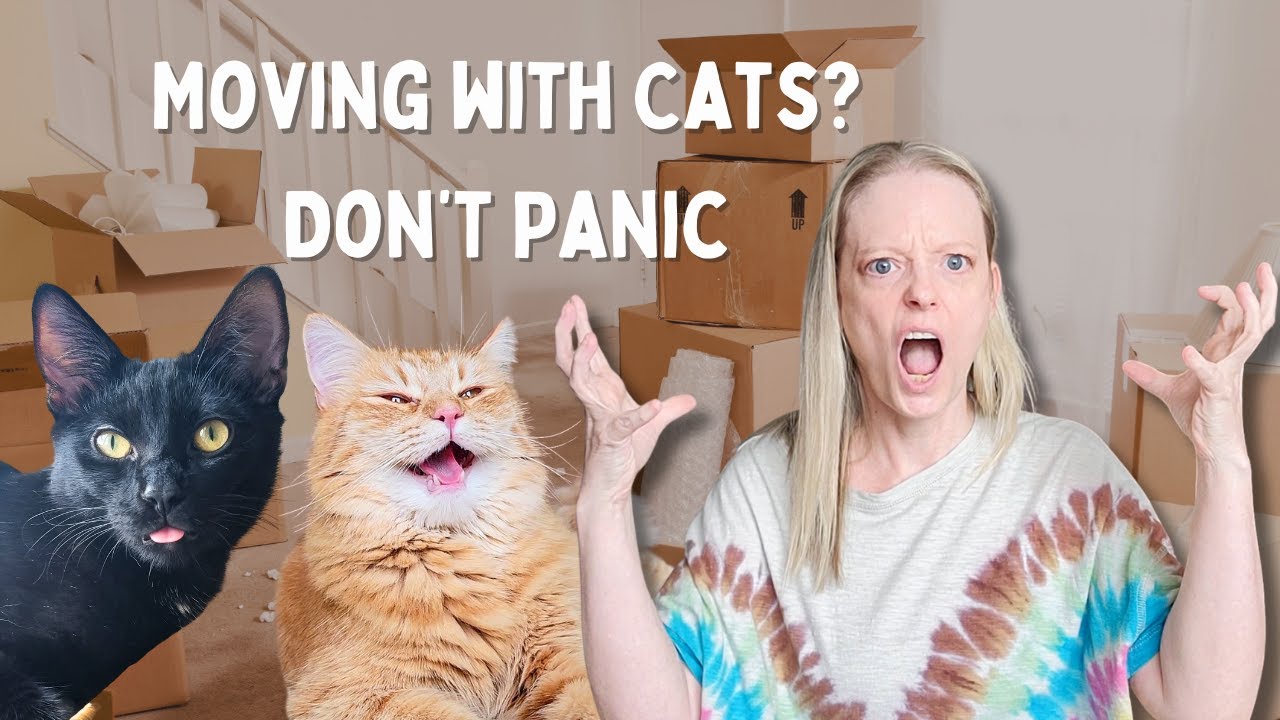 Moving with Cats? Here’s How to Keep Them Calm and Safe