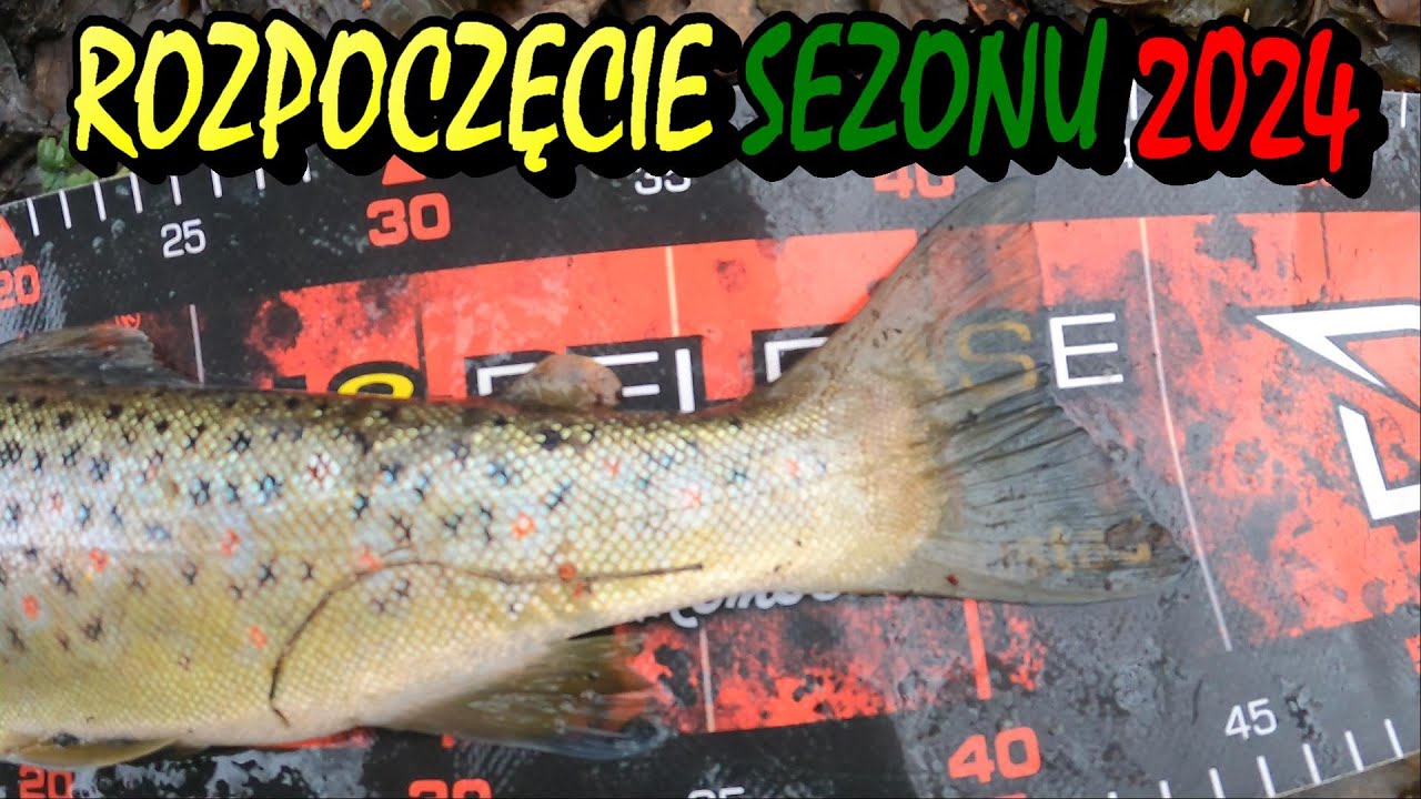 PRZECHYTRZYĆ KABANA / PSTRĄGI Z BAGIEN / ROZPOCZĘCIE SEZONU PSTRĄGI 2024