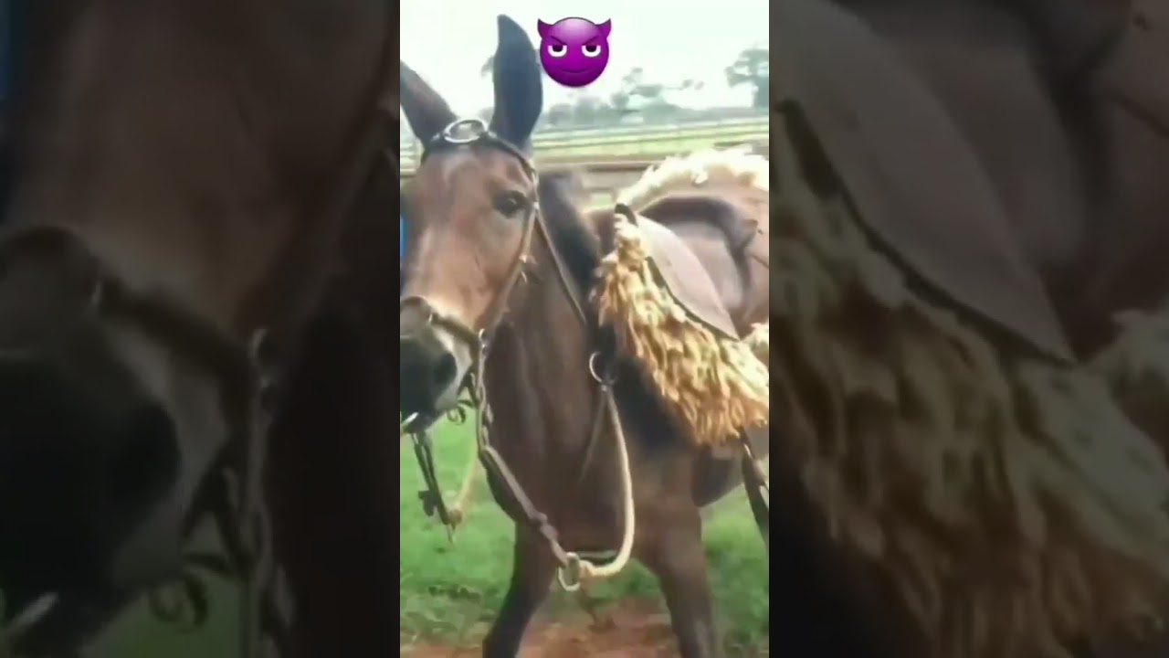 #muladeiros #mula #agro