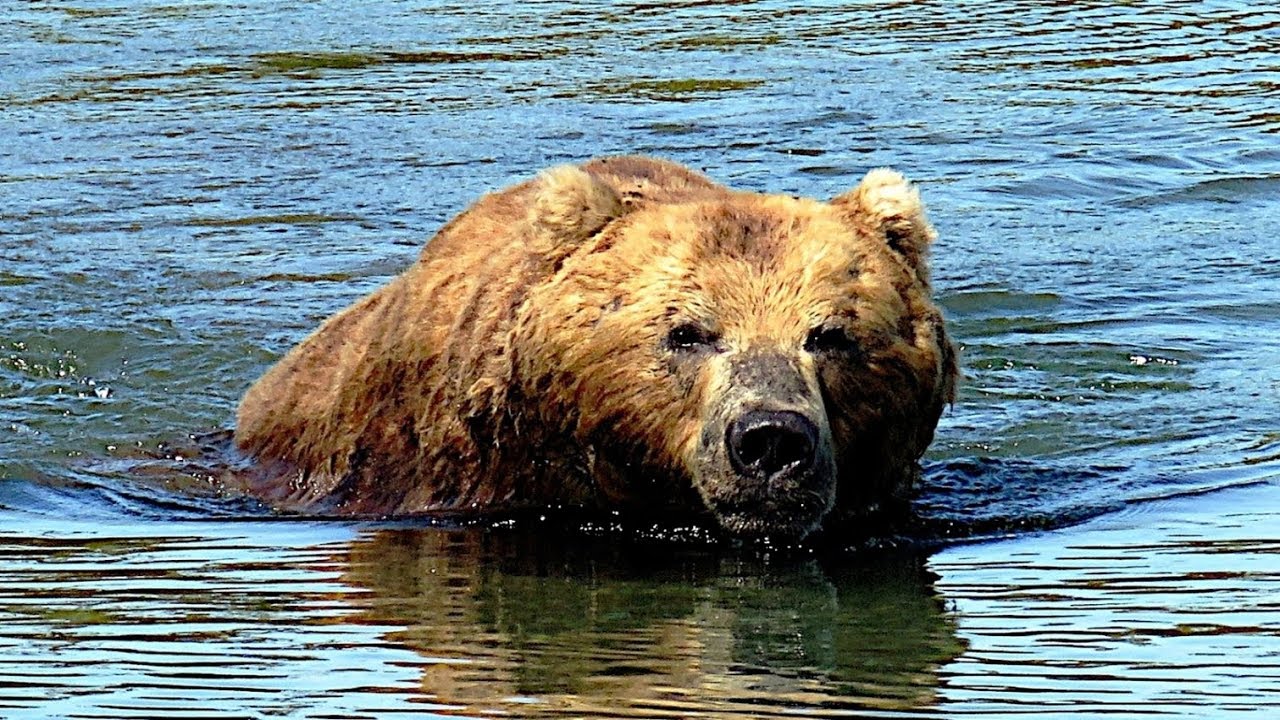 KAMTSCHATKA: B&auml;ren am Kurilensee