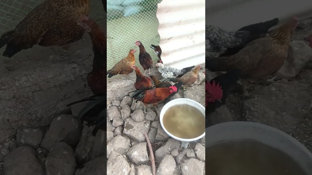 Potare poultry farm #poultry #poultryfarming #poultry_business #deshi #chicken #farming