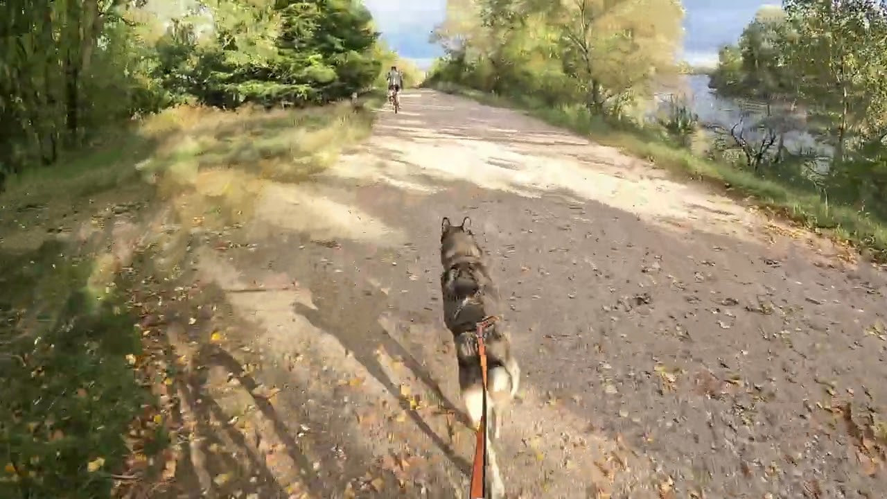 Cani-trottinette - Poppers