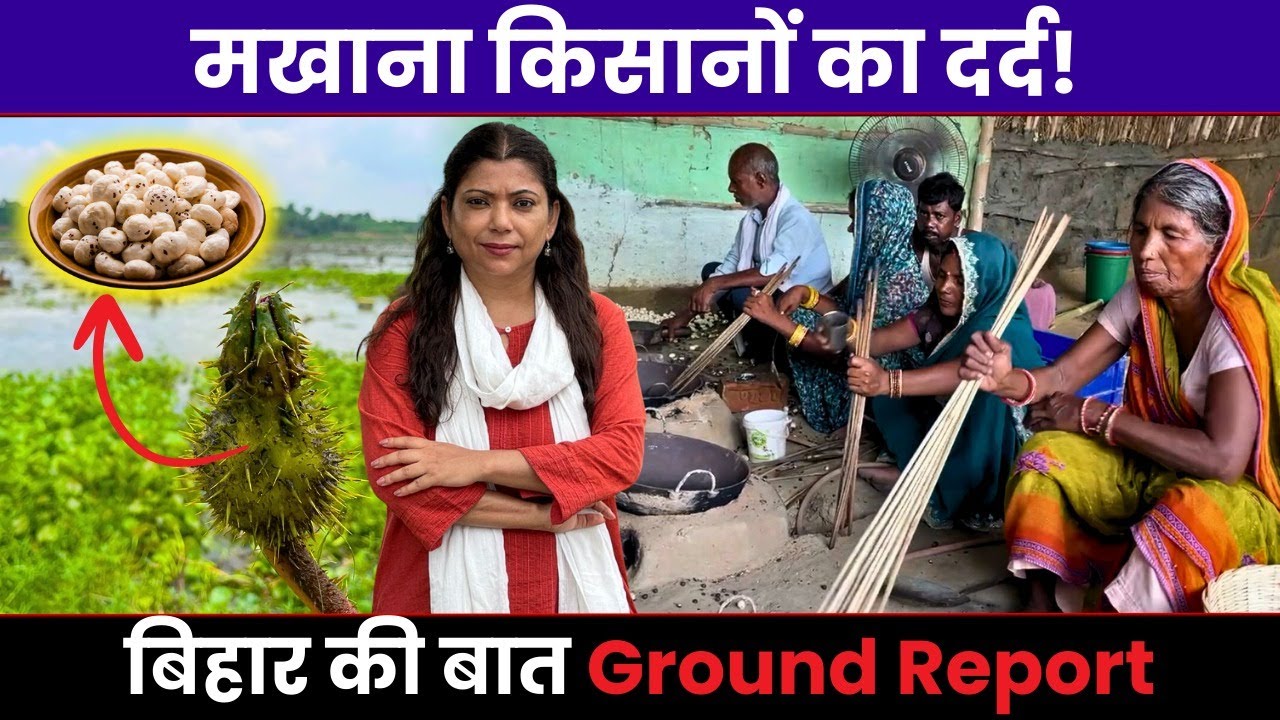 Makhana Farming- the process and the pain I Bihar I 