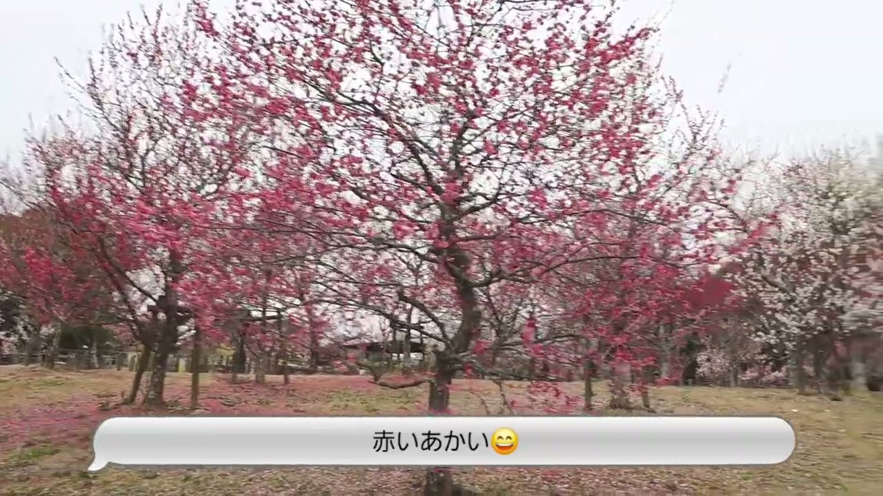 馬見丘陵公園に春の花をさがしに😀2026.2.26