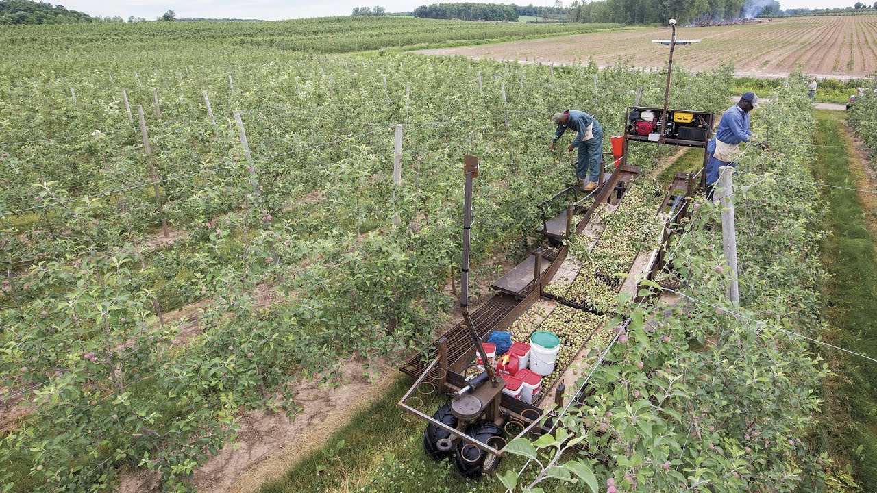 Making orchard mechanization more efficient - IFTA 2016