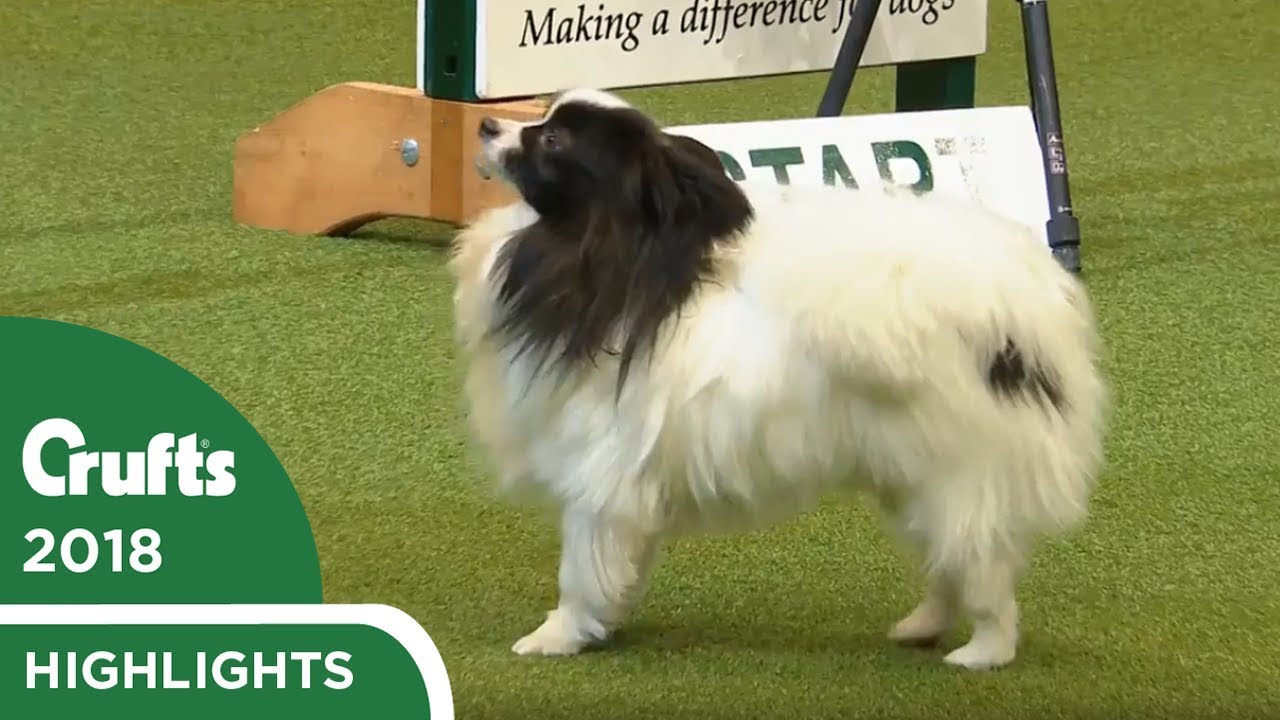 НЕТ! Папильон отказывается от курса аджилити на Crufts 2018