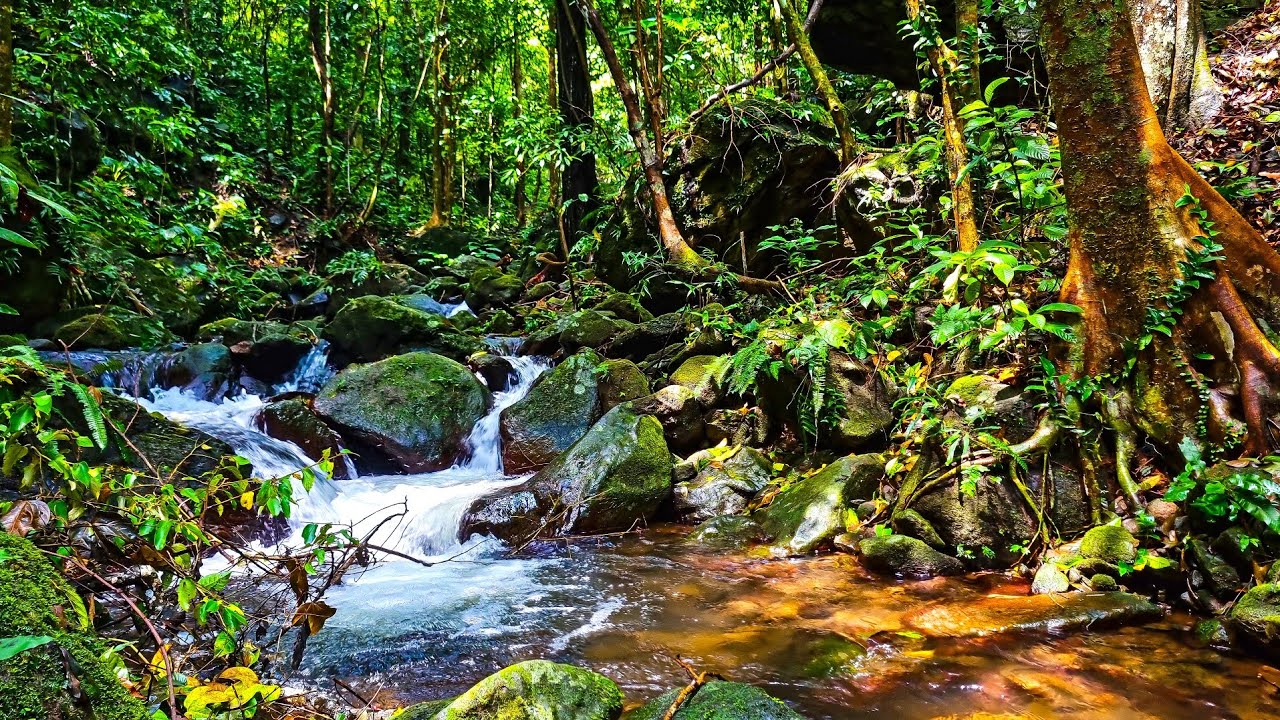 Nature's Embrace: Mountain Mossy Forest Stream Relaxation for Inner Peace