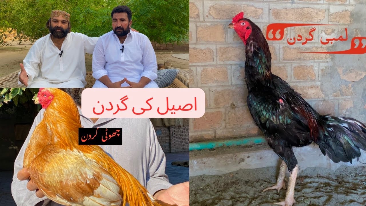 چھوٹی اور لمبی گردن کا فرق بریڈ کو کیسے بہتر بنایا جاے