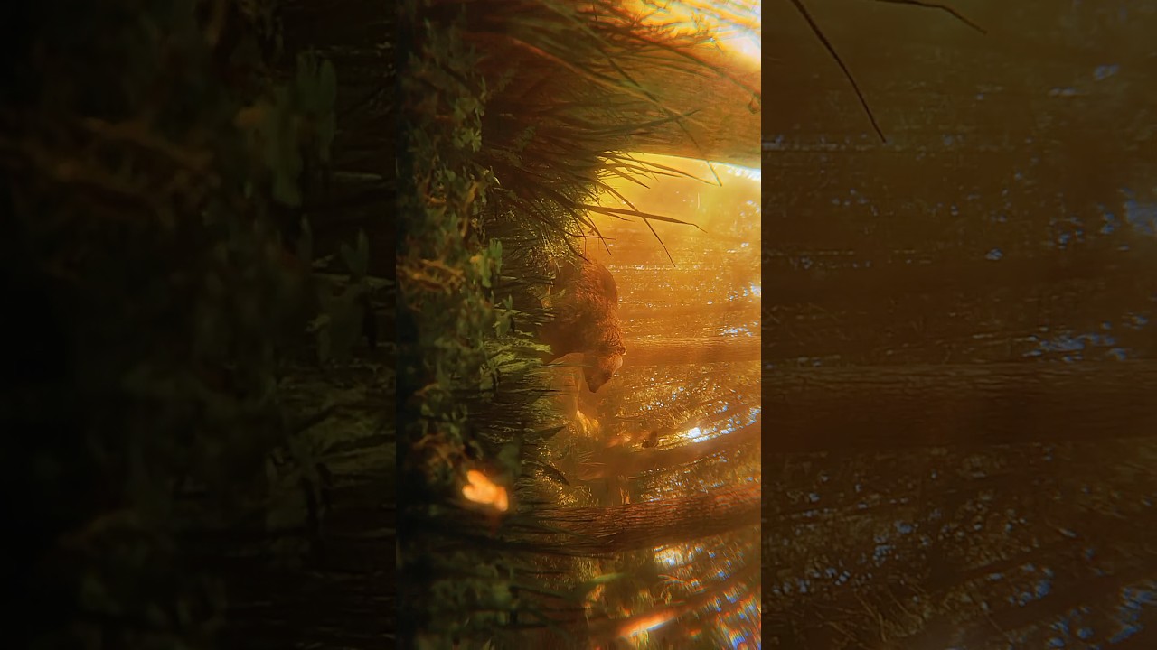 Found footage bear #foundfootagefilm #bear #nature #blender #digitalartist #sunset #bearphotography