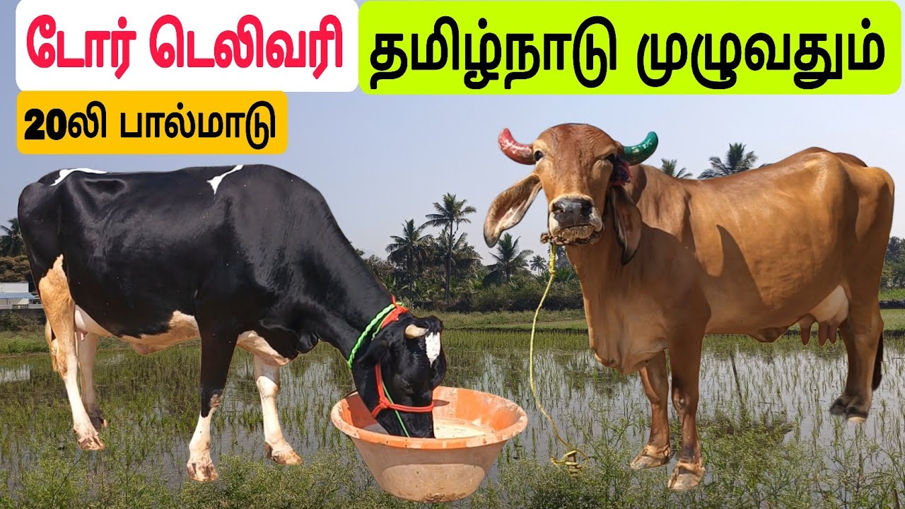 5000 அட்வான்ஸ் , மாடு வீடு தேடி வரும் / டோர் டெலிவரி / #மாடு #மாடுவிற்பனை  #cow #cowfarm #cowsale