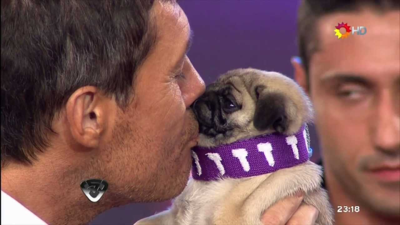 PERROS EN SHOWMATCH