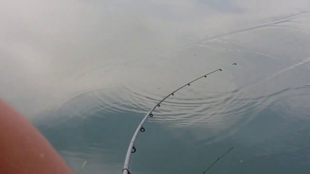 Feeder Fishing- Quivertip Bites Compilation