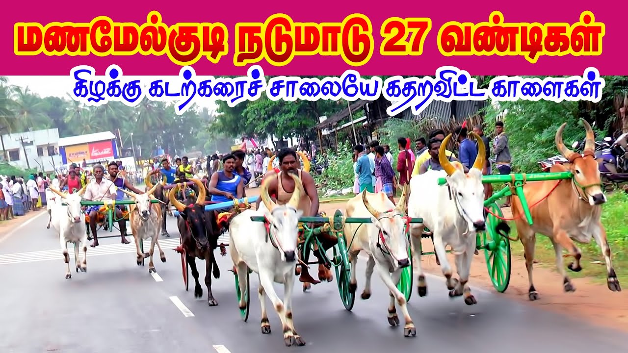 மணமேல்குடி_நடுமாடு || Reklarace_Manamelkudi || Perai_raj_studio