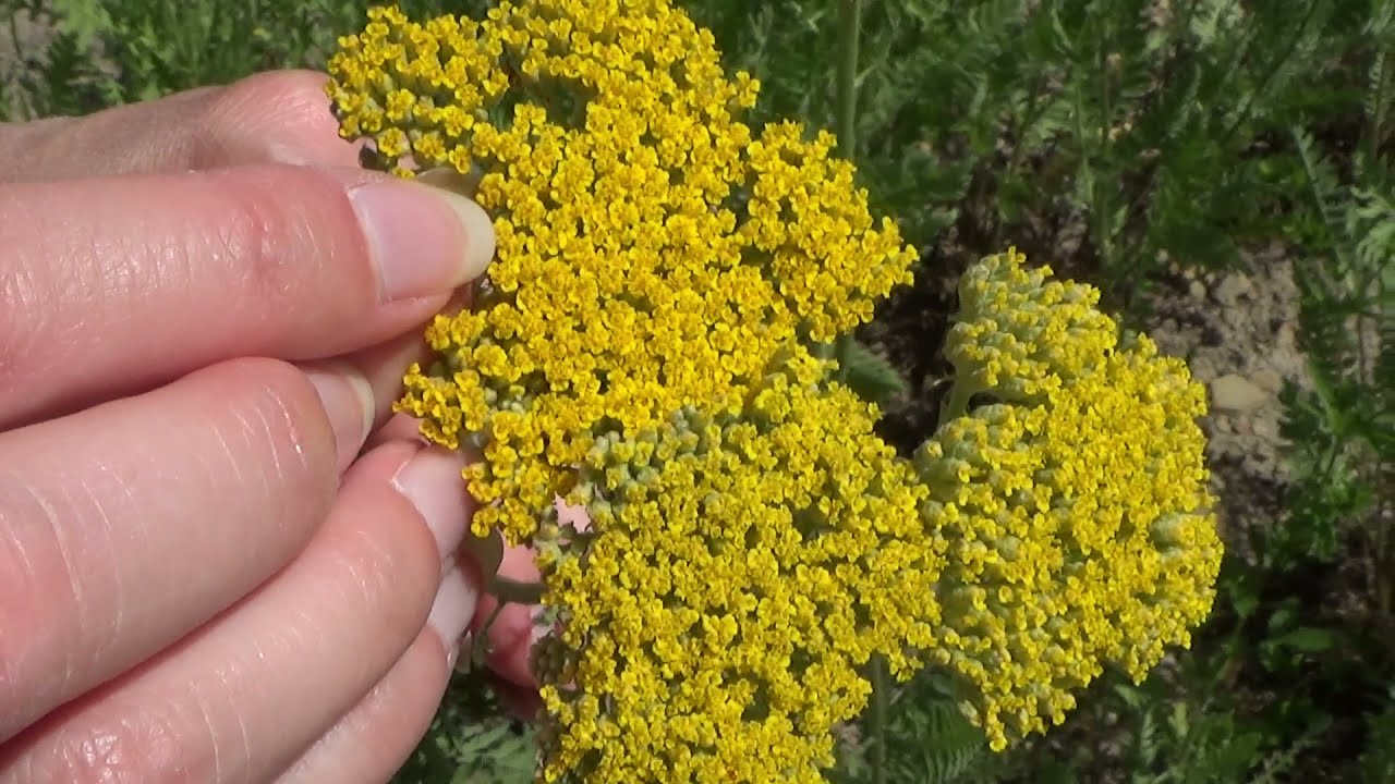 Parker's Variety Perennial Yarrow, How To Harvest Yarrow As A Cut Flower, How To Care For Yarrow