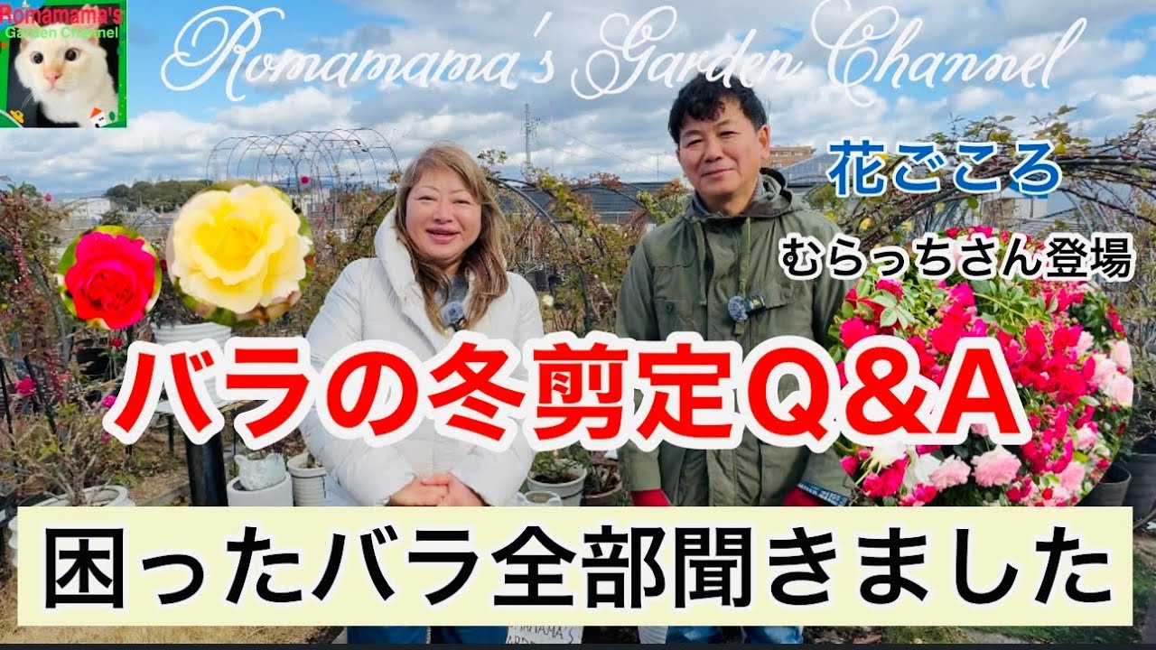 【バラの冬剪定】弱ったバラや木質化したバラの剪定やカイガラムシ対策などプロの先生に教えていただきました。　#ばら栽培　#ばら