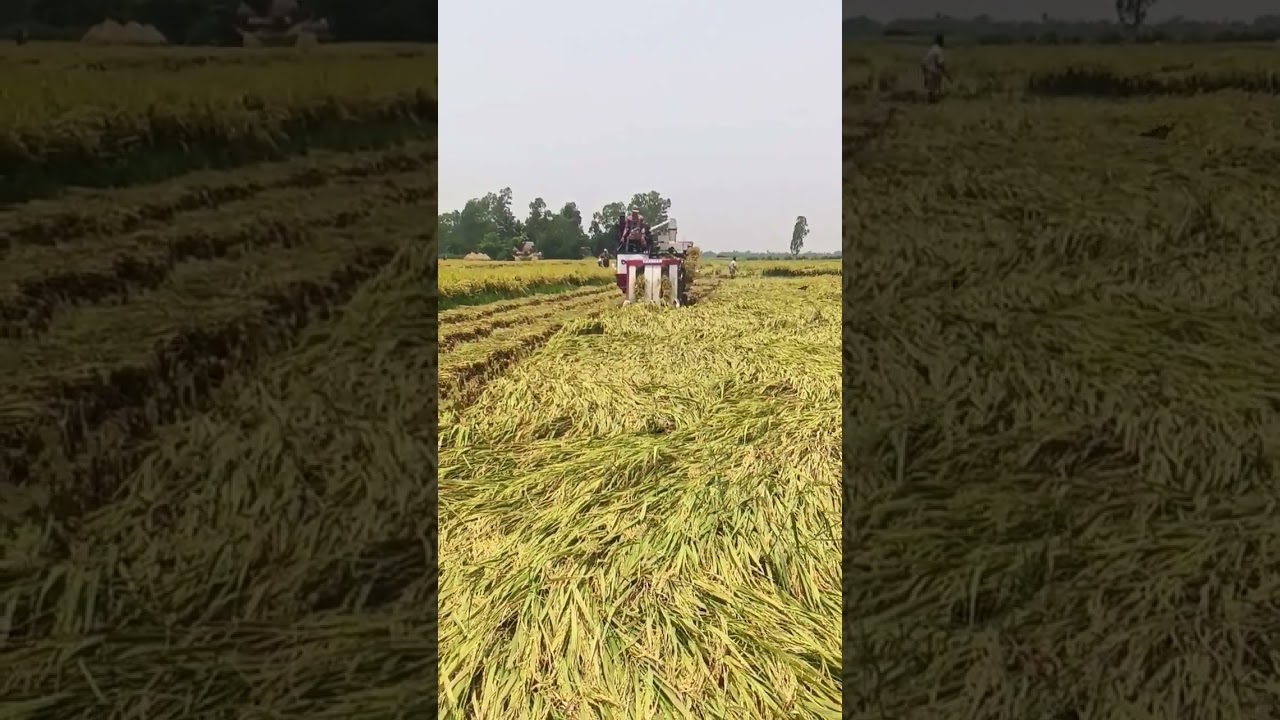 Yanmar AG600A #mdamanbabu #yanmar #shorts #shortvideo