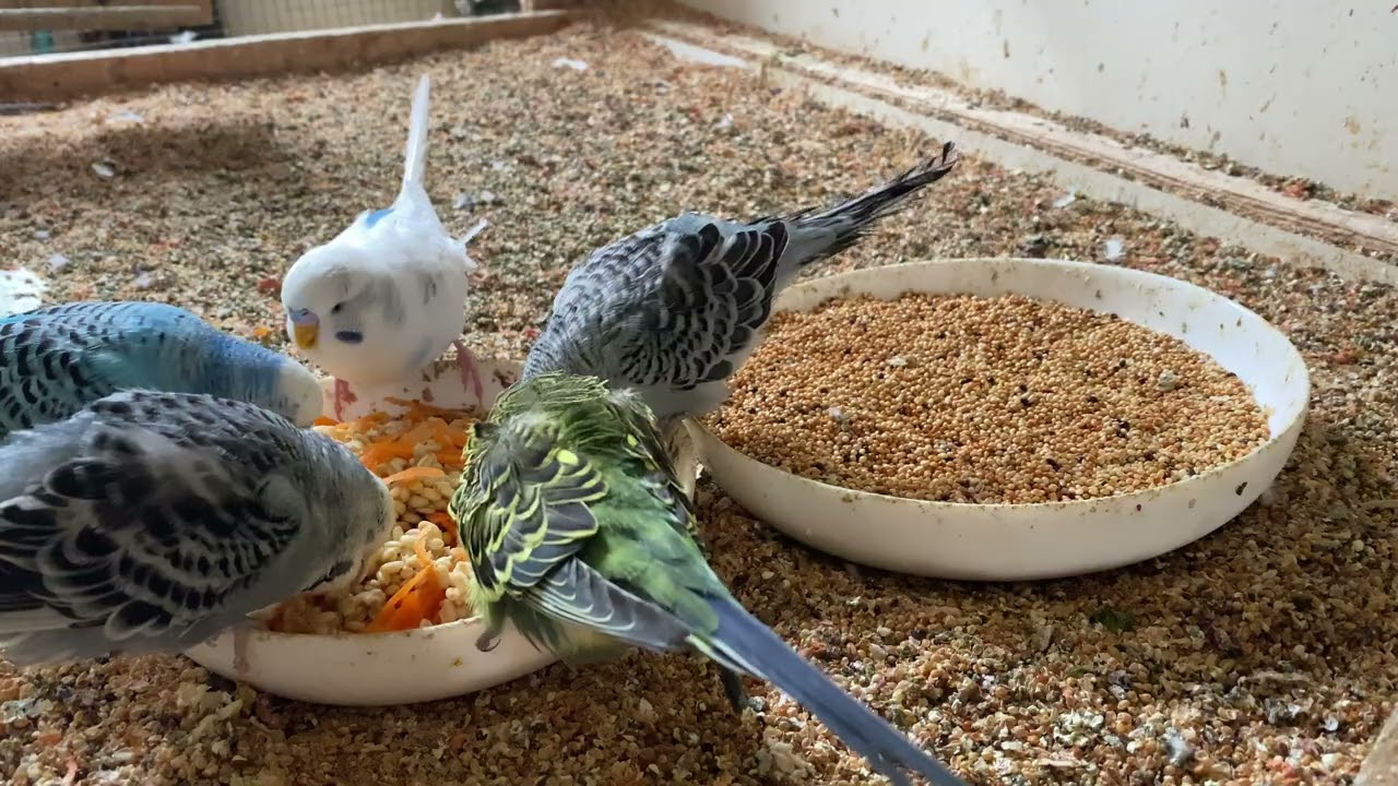 1 Hour 9 Minute Budgies Sounds, Budgies Feeding Time Relar ASMR HD 4K 60FPS