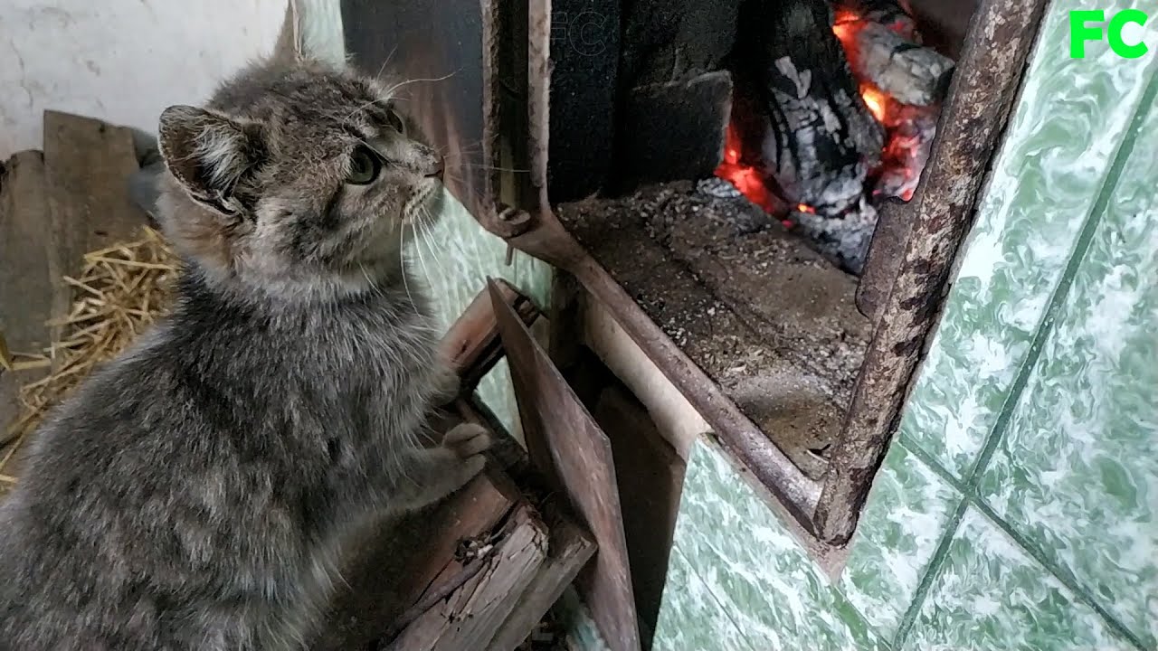Kitten warms up after the frost 7 /cats7,asmr/