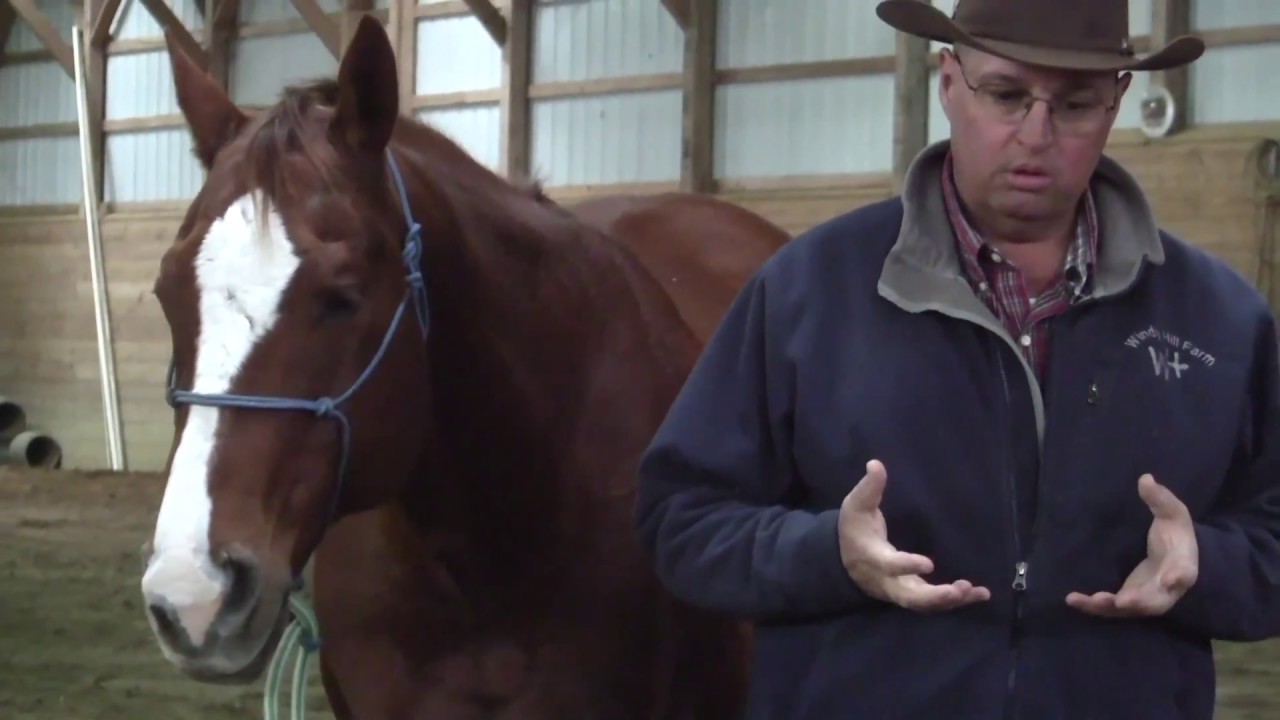 Non Productive Energy in your horse
