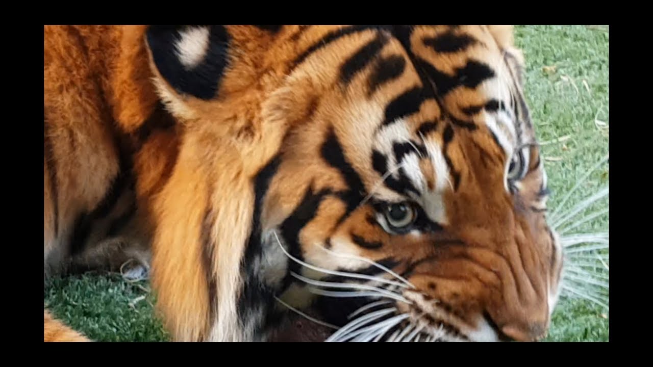 Walk away when a tiger looks like this
