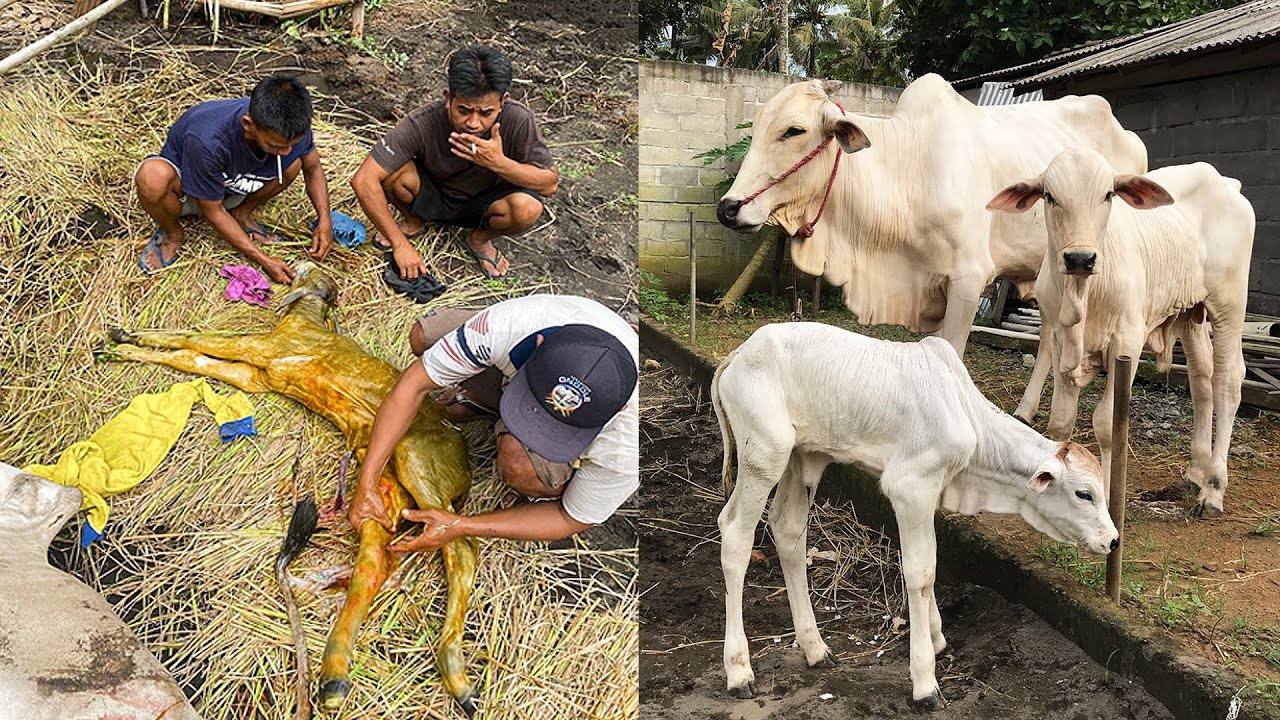 LAHIRAN SAPI !! ANAK DARI GOBEL - SAPI TERBESAR DI KANDANG SETIA FARM