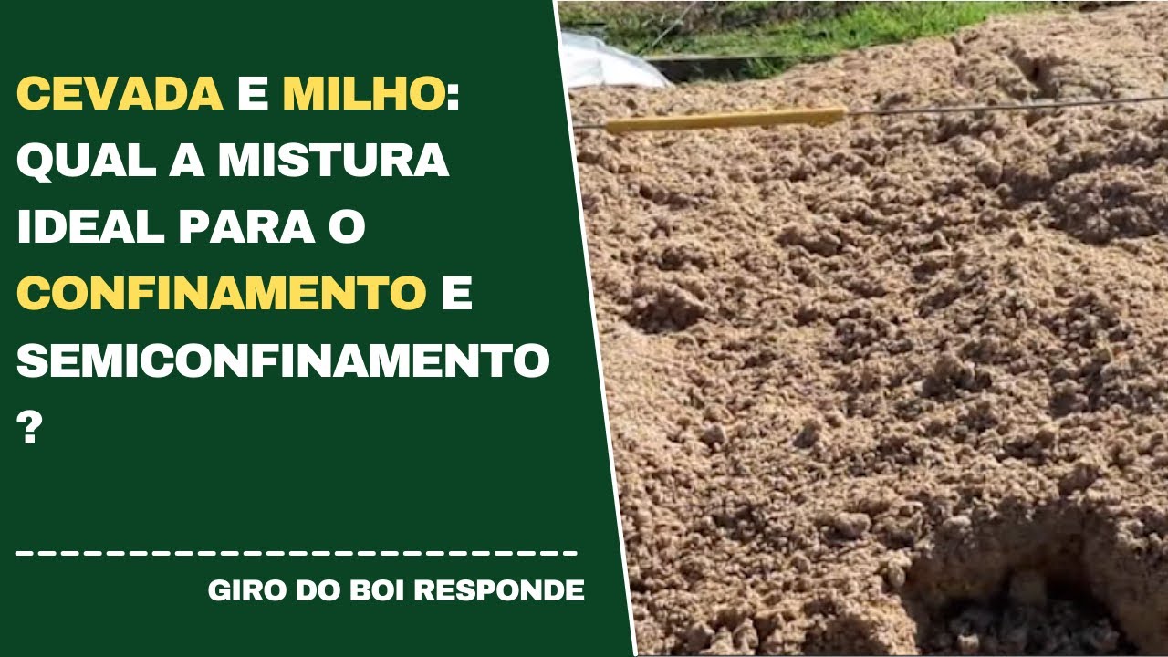 CEVADA E MILHO: QUAL A MISTURA IDEAL PARA O CONFINAMENTO E SEMICONFINAMENTO?