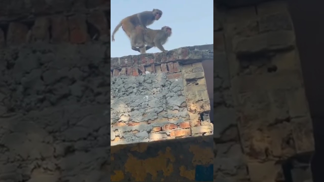 #shorts #funny #motivation #monkey #fucking