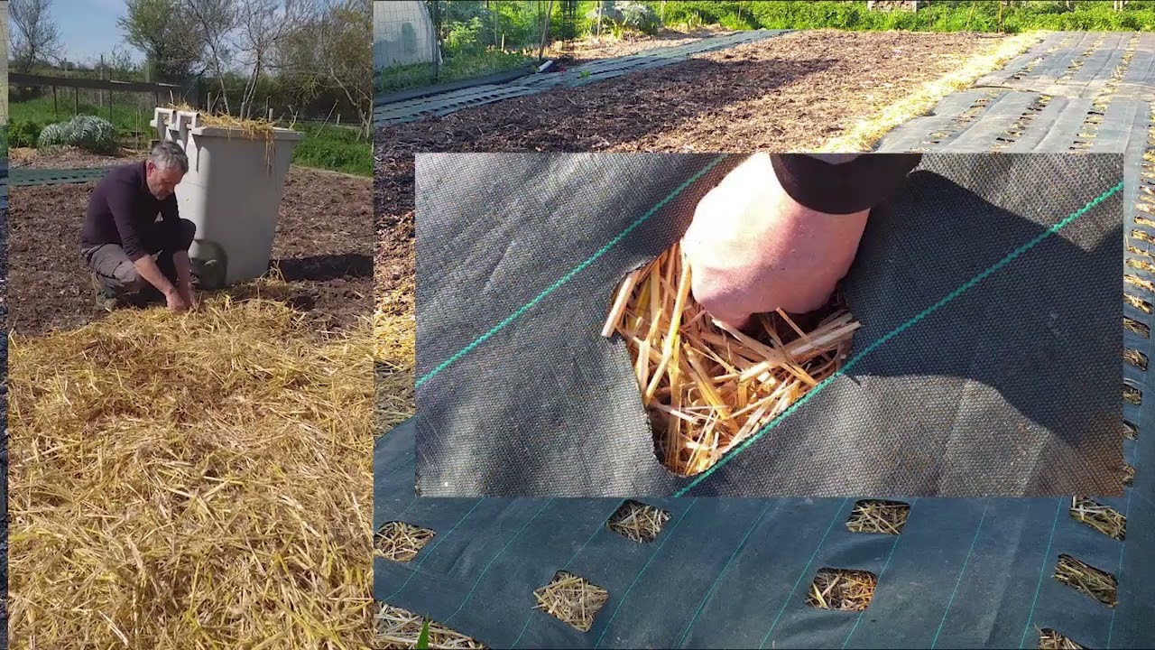 POMME DE TERRE SOUS PAILLE 2024