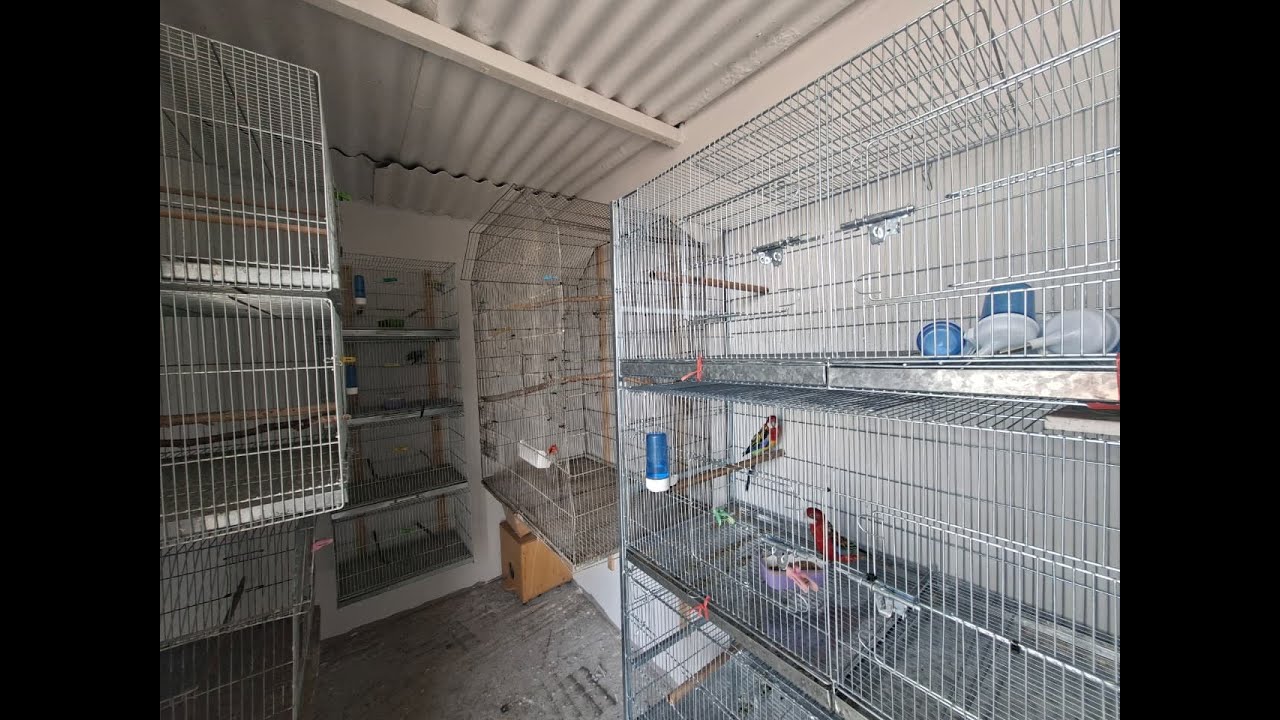 NUEVA TEMATICA EN EL CANAL Y EN EL AVIARIO.😎😎