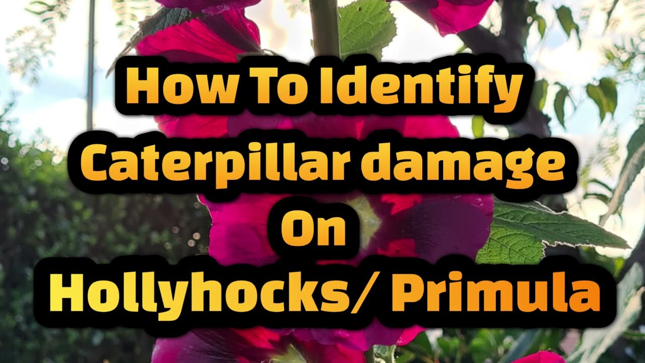 How to identify caterpillar damage on hollyhocks/primula and remove