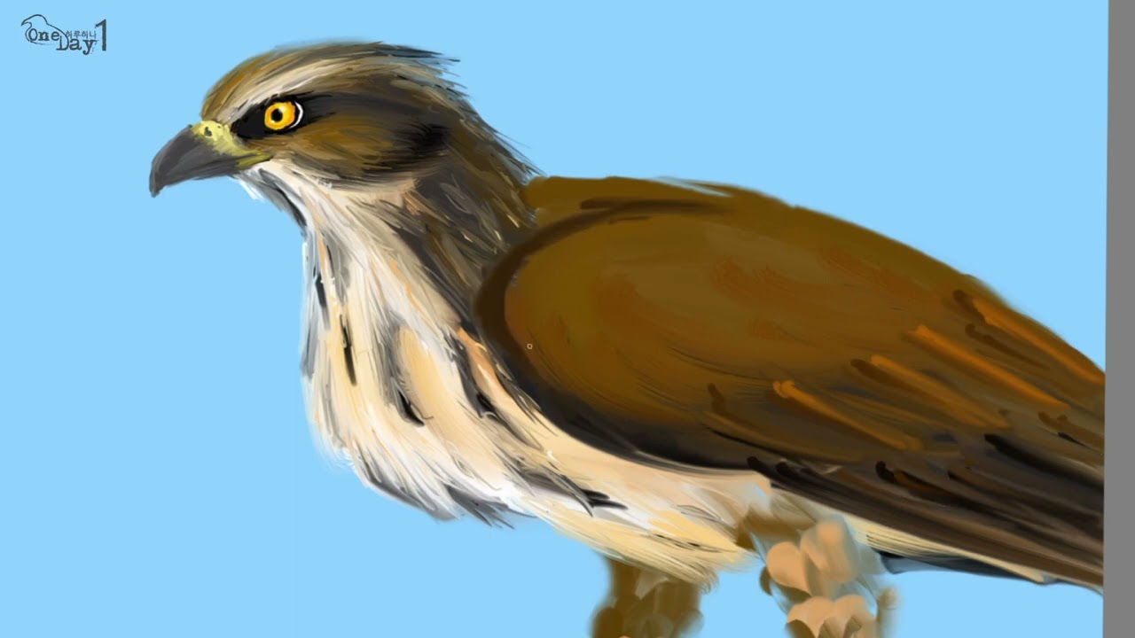 Philippine Hawk Eagle 필리핀 뿔매 그리기