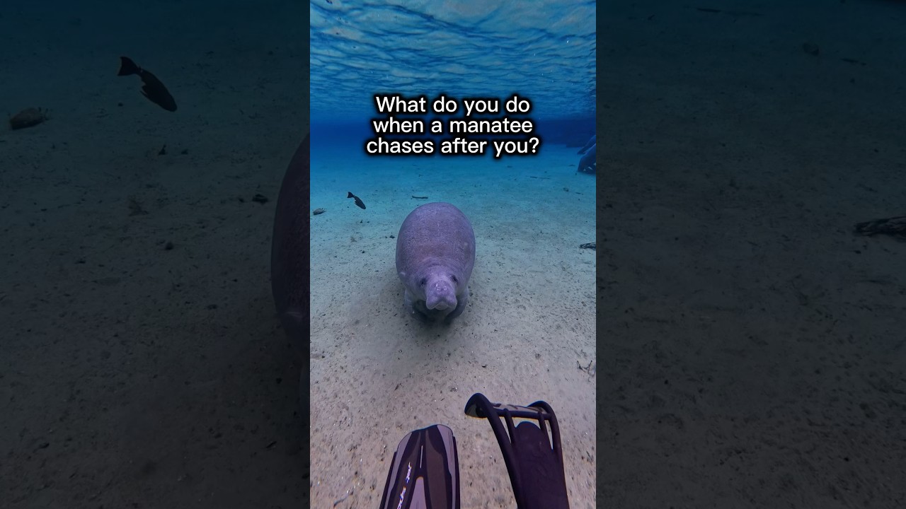 This manatee was coming on a little too strong&hellip; at least take me on a date first?! 😅 #manatee