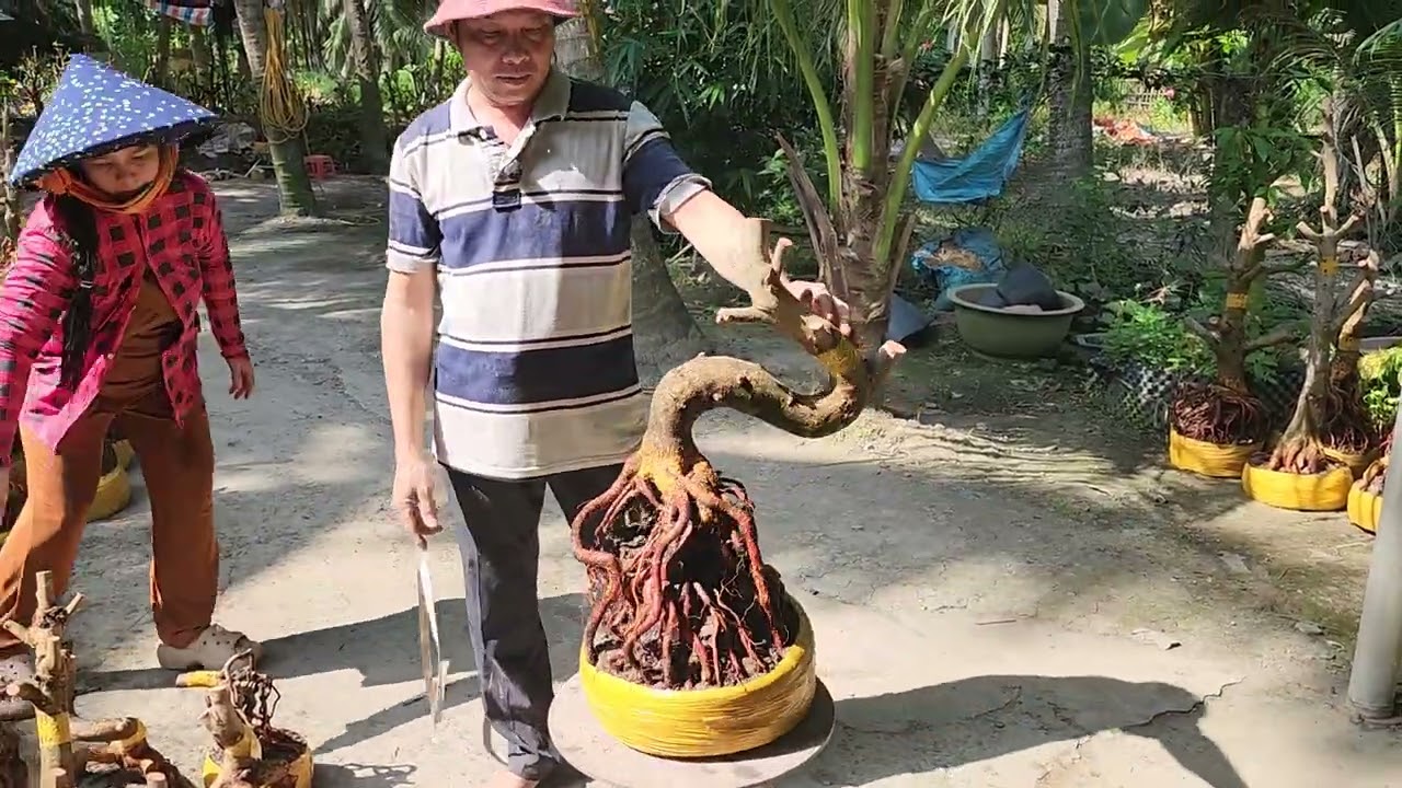 18/3 a Nên  0918818355 v 0328438848 mai phôi bonsai đẹp giá mềm 