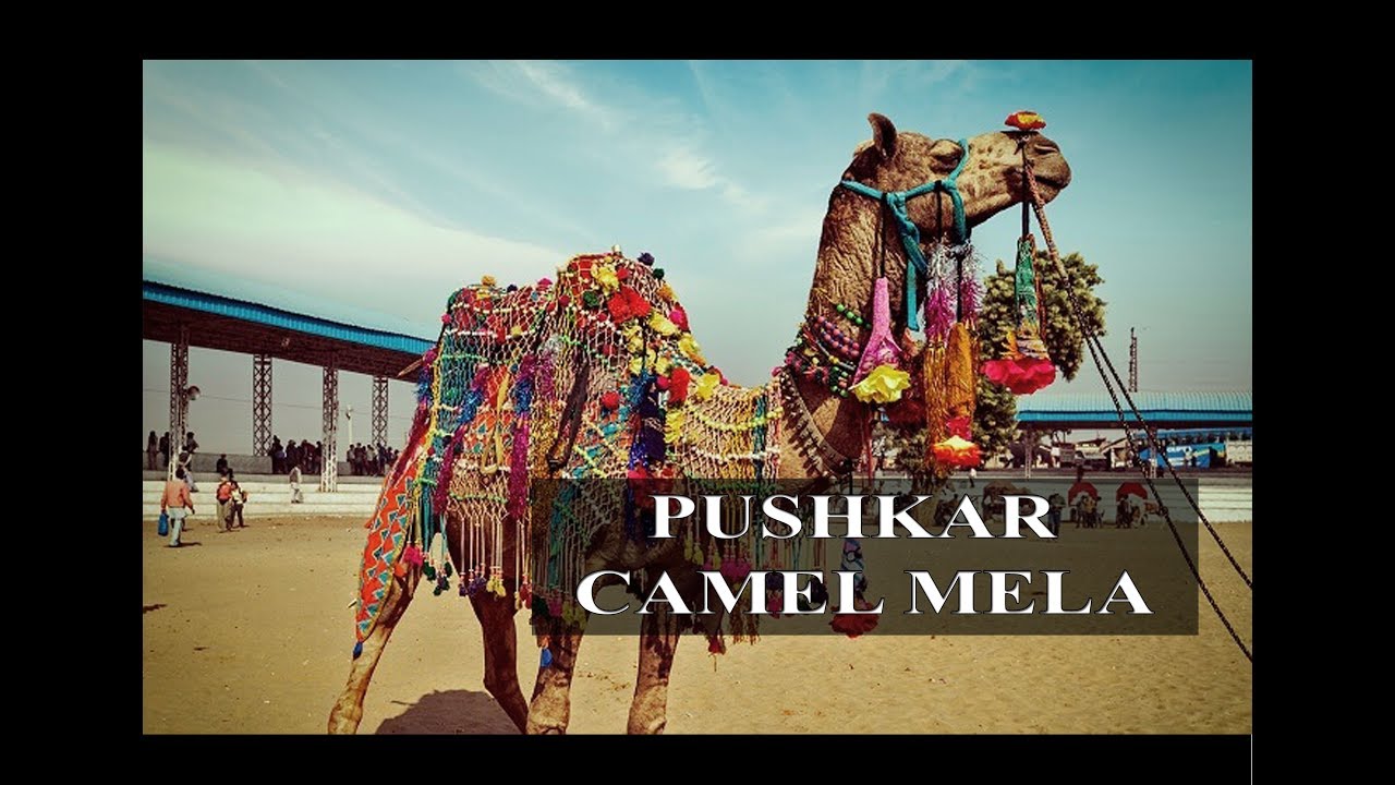 PUSHKAR CAMEL FESTIVAL 2017